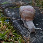 Schnecke