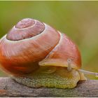 schnecke.......