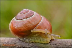 schnecke.......