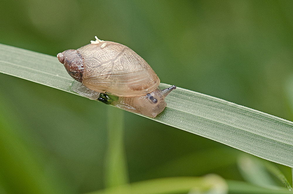 Schnecke...