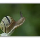 * schnecke *