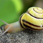 Schnecke