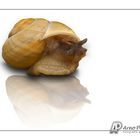 Schnecke