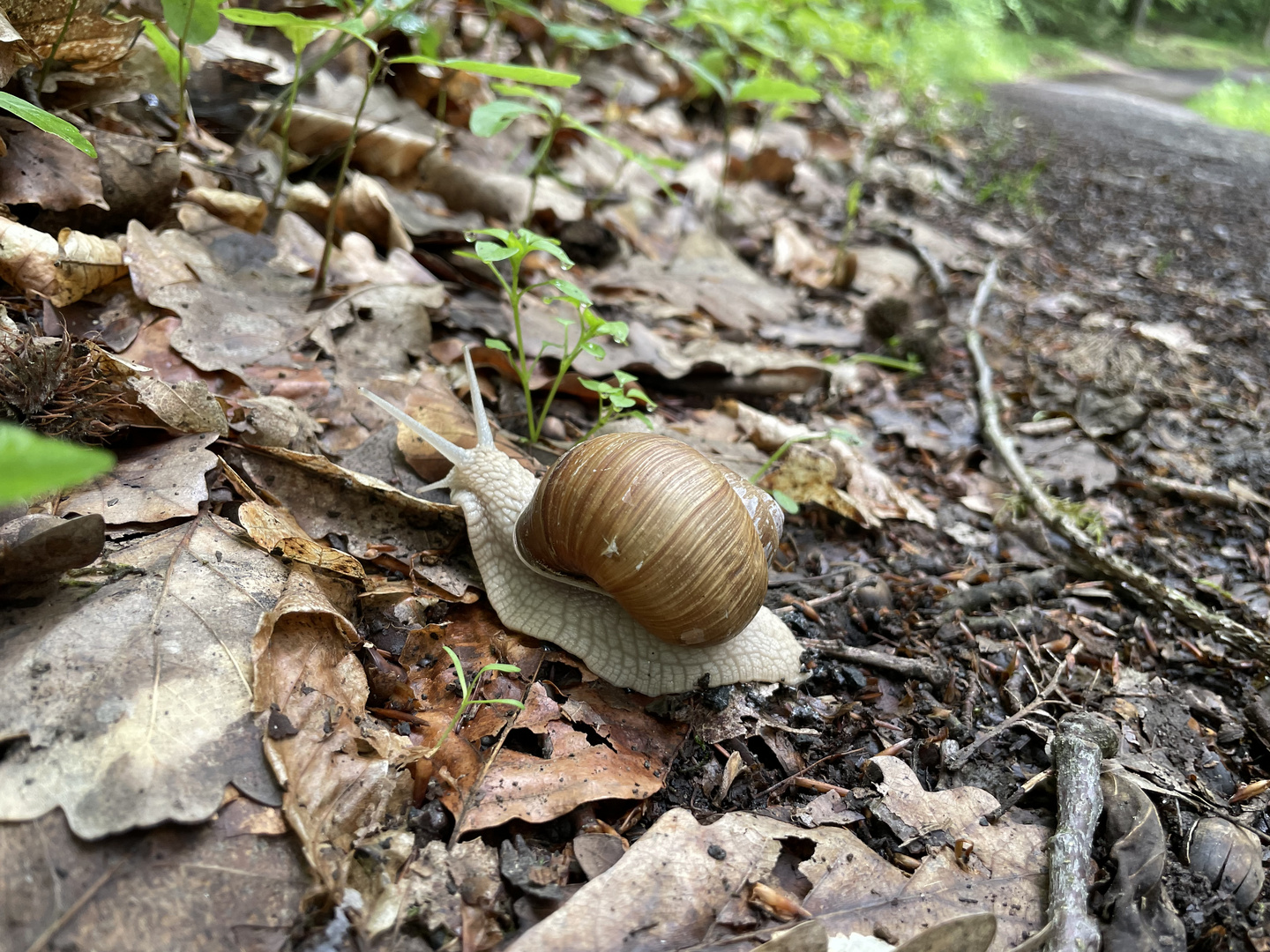 Schnecke