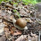 Schnecke