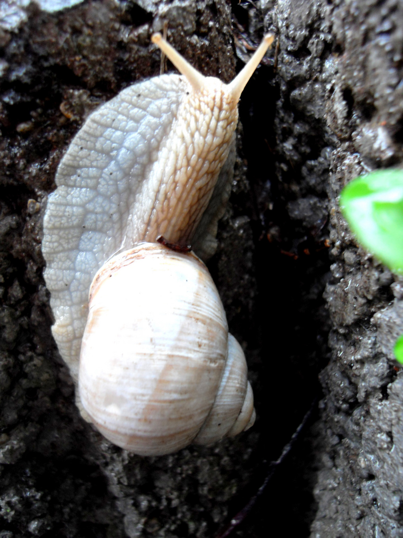 Schnecke