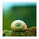 Schnecke