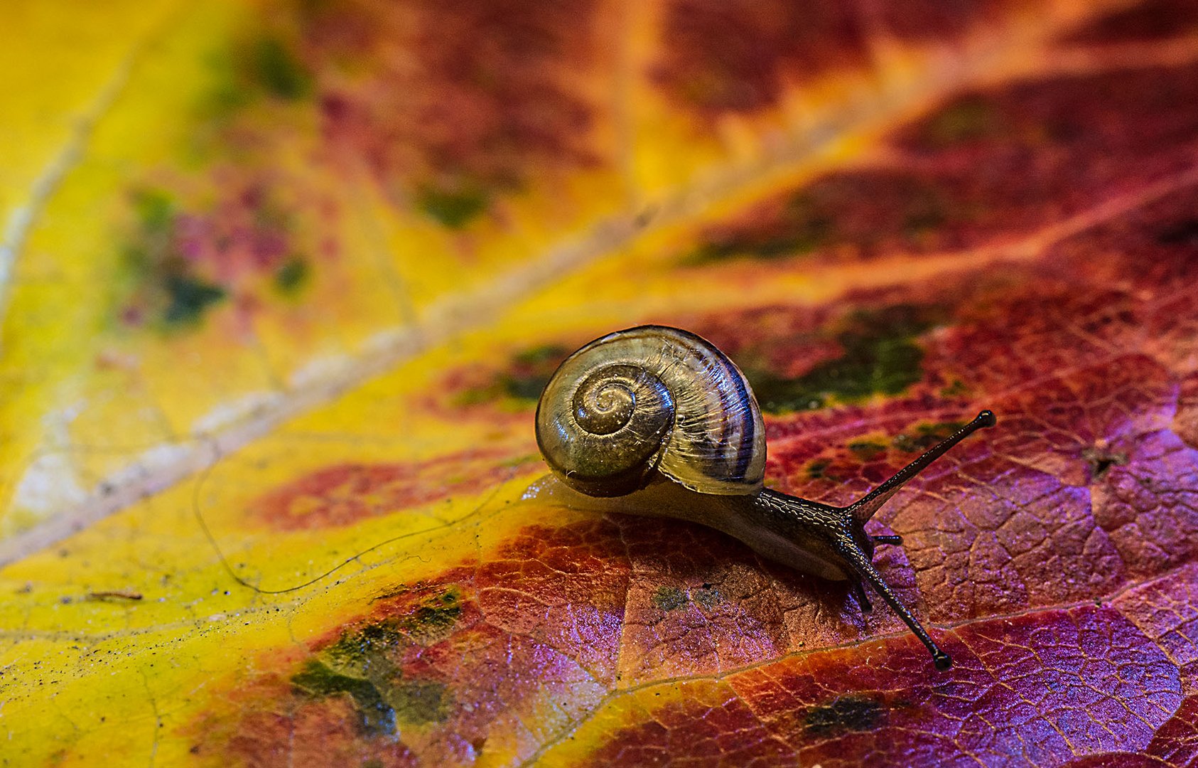 Schnecke