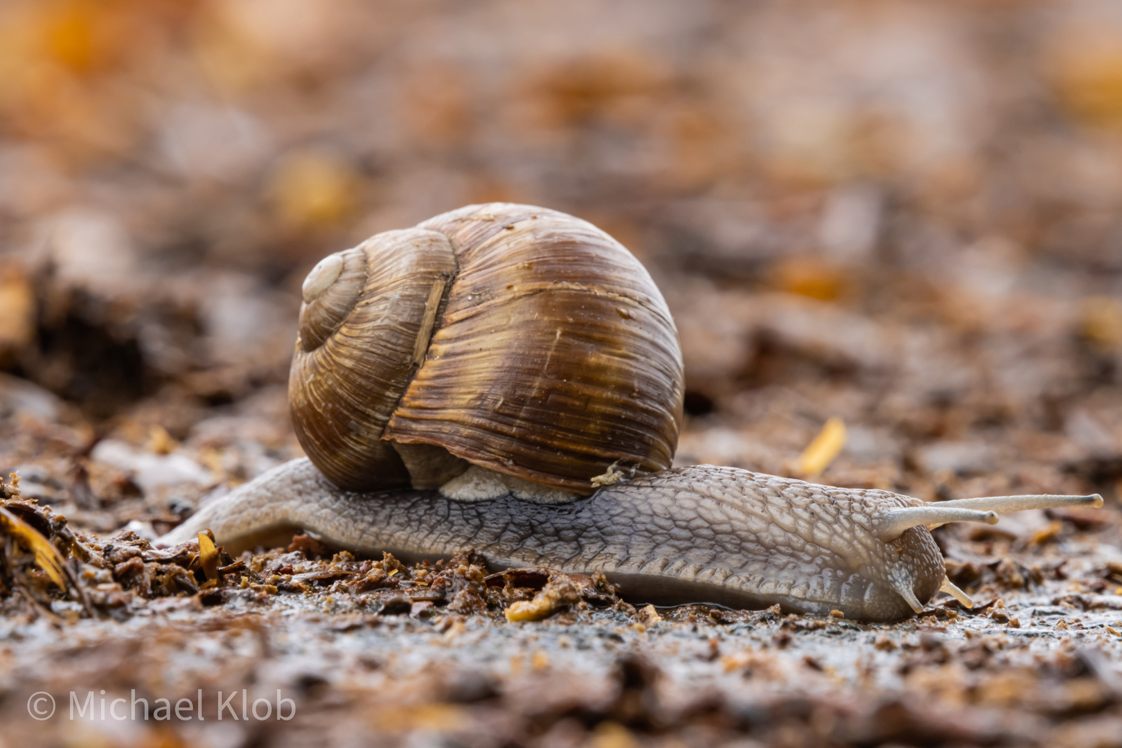 Schnecke