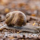 Schnecke