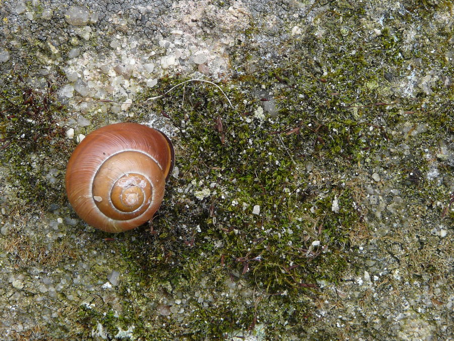 Schnecke