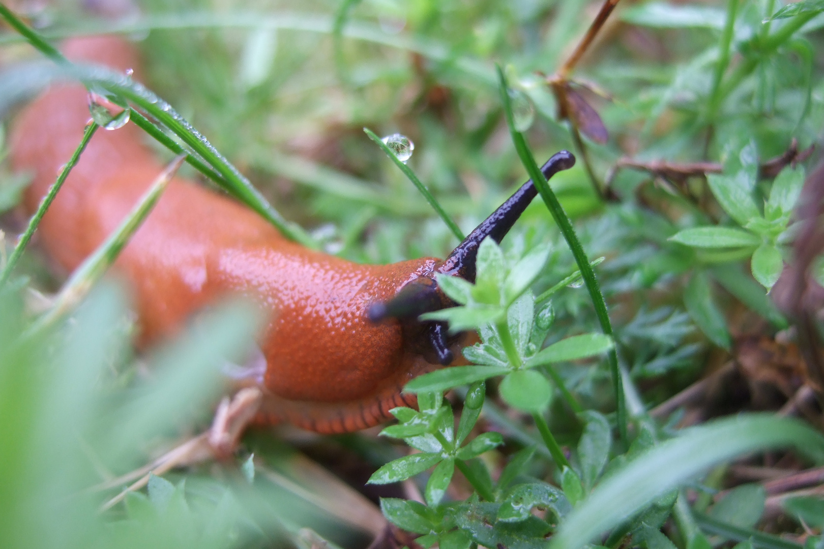 Schnecke