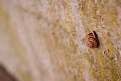 Schnecke