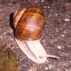 Schnecke