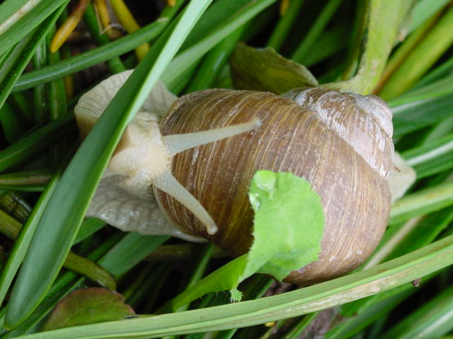 schnecke