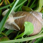 schnecke