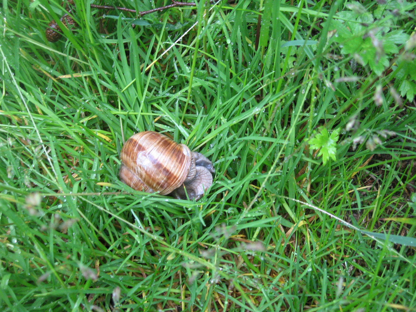 Schnecke