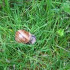 Schnecke