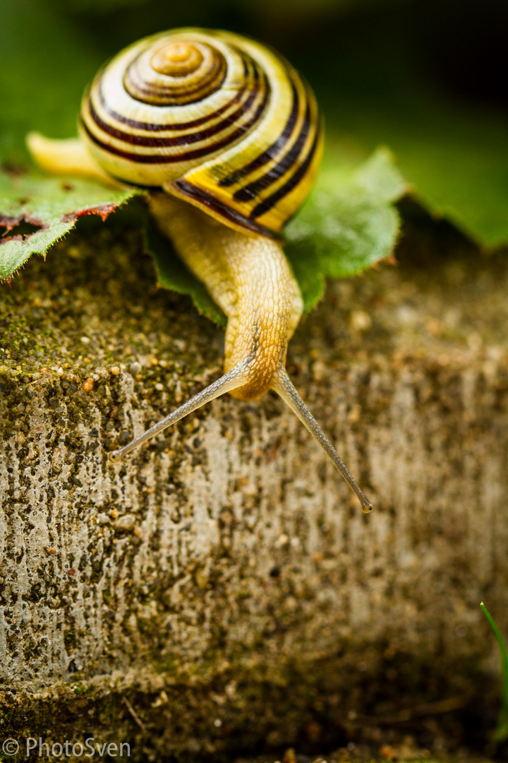 Schnecke