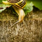 Schnecke