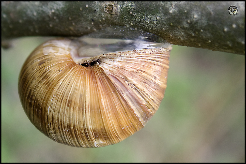 Schnecke