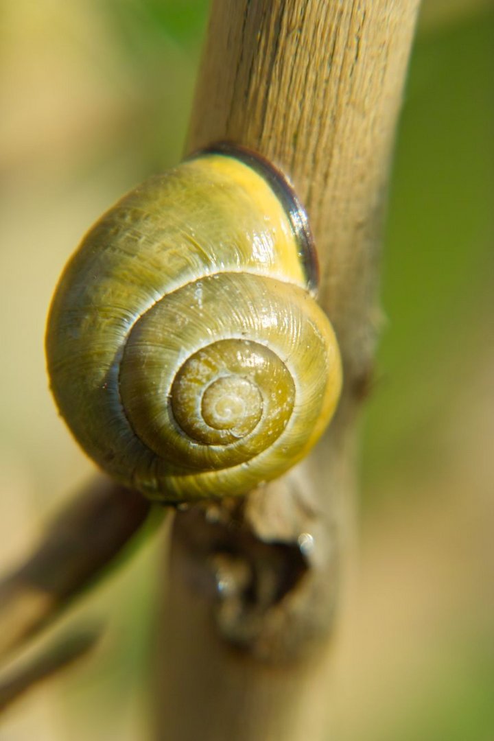 Schnecke