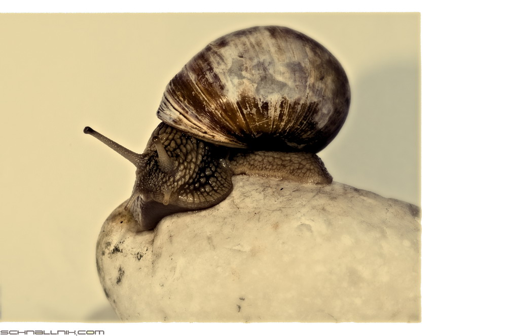 Schnecke