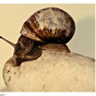 Schnecke