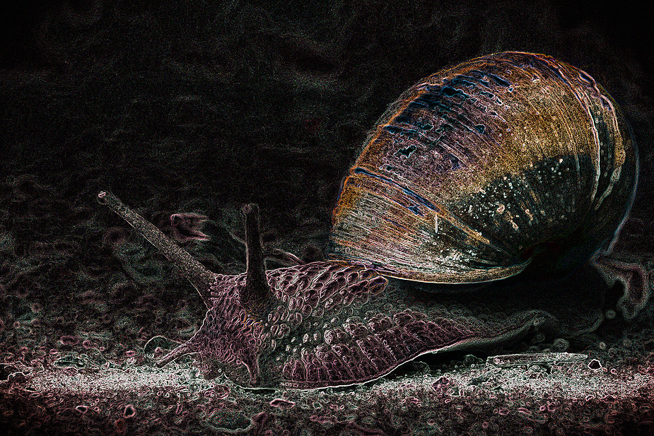 Schnecke