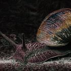 Schnecke