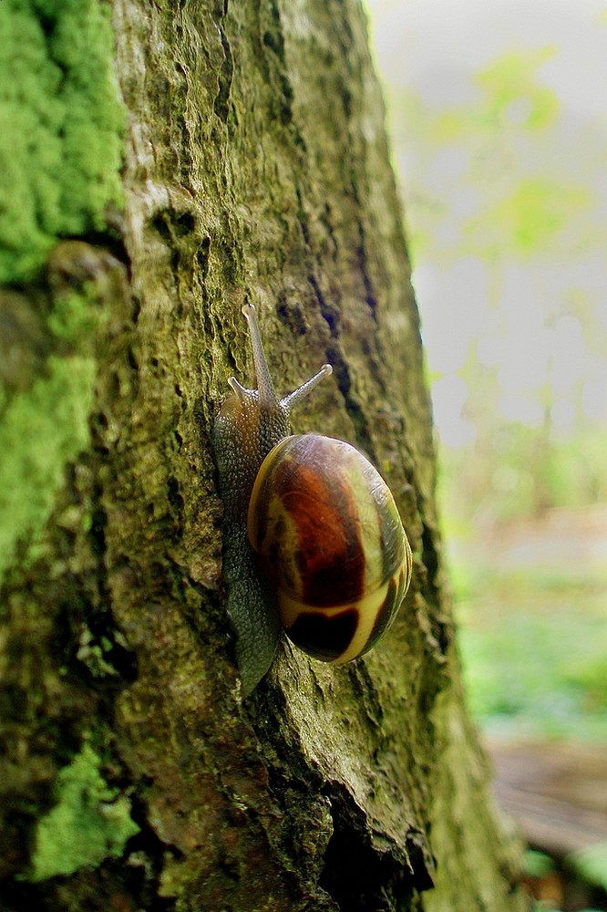 Schnecke