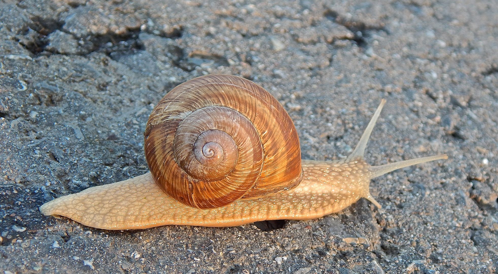 Schnecke