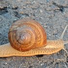 Schnecke