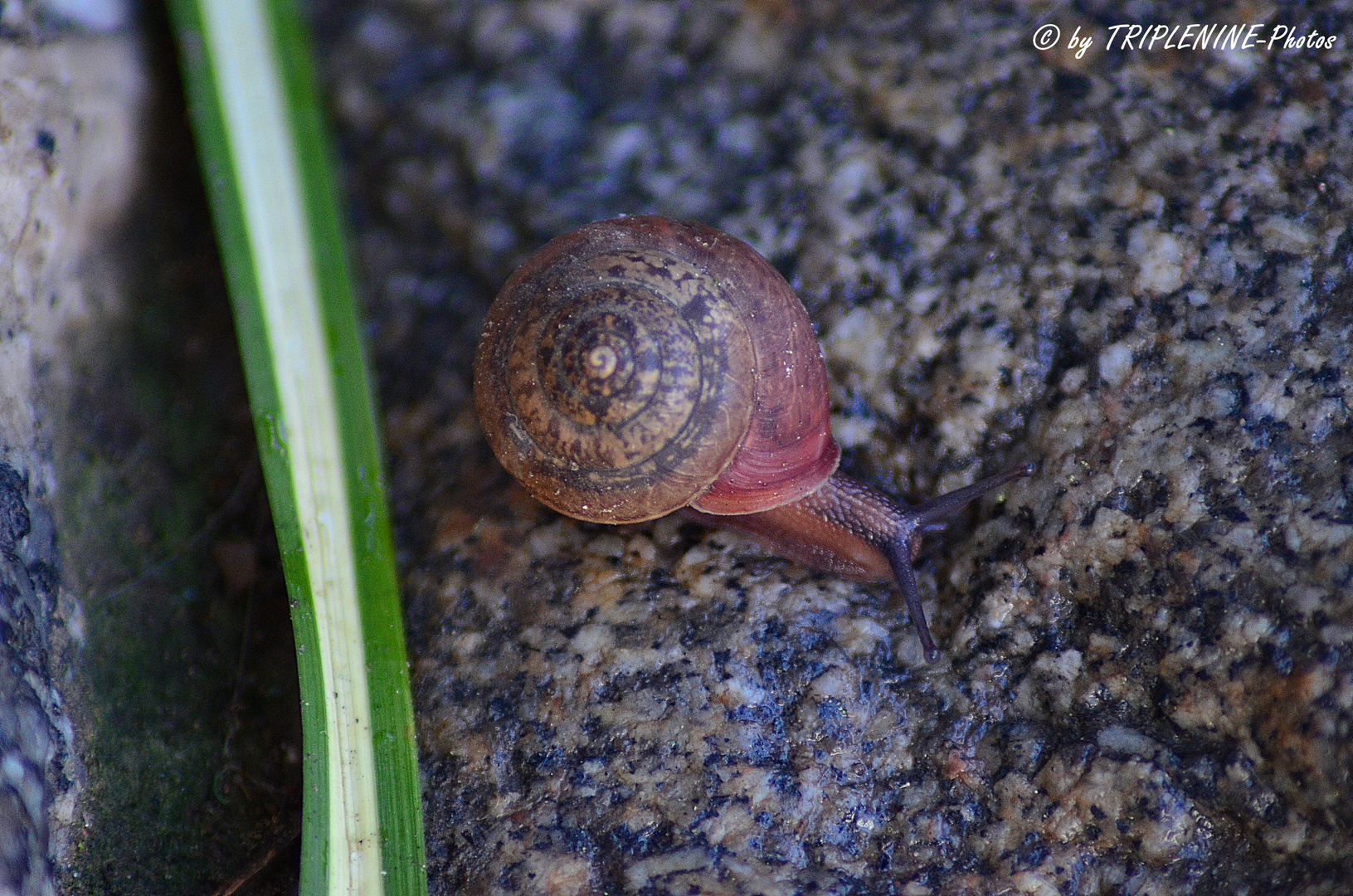 Schnecke