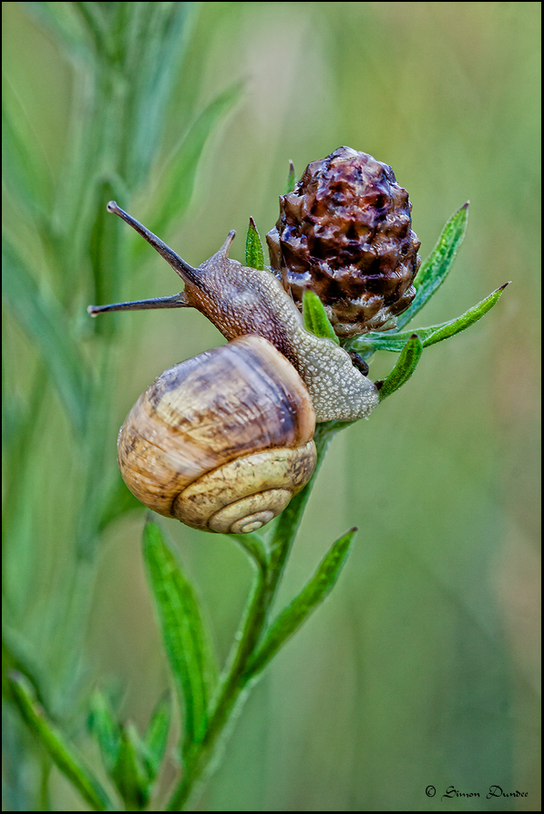 Schnecke