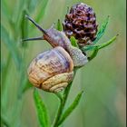 Schnecke