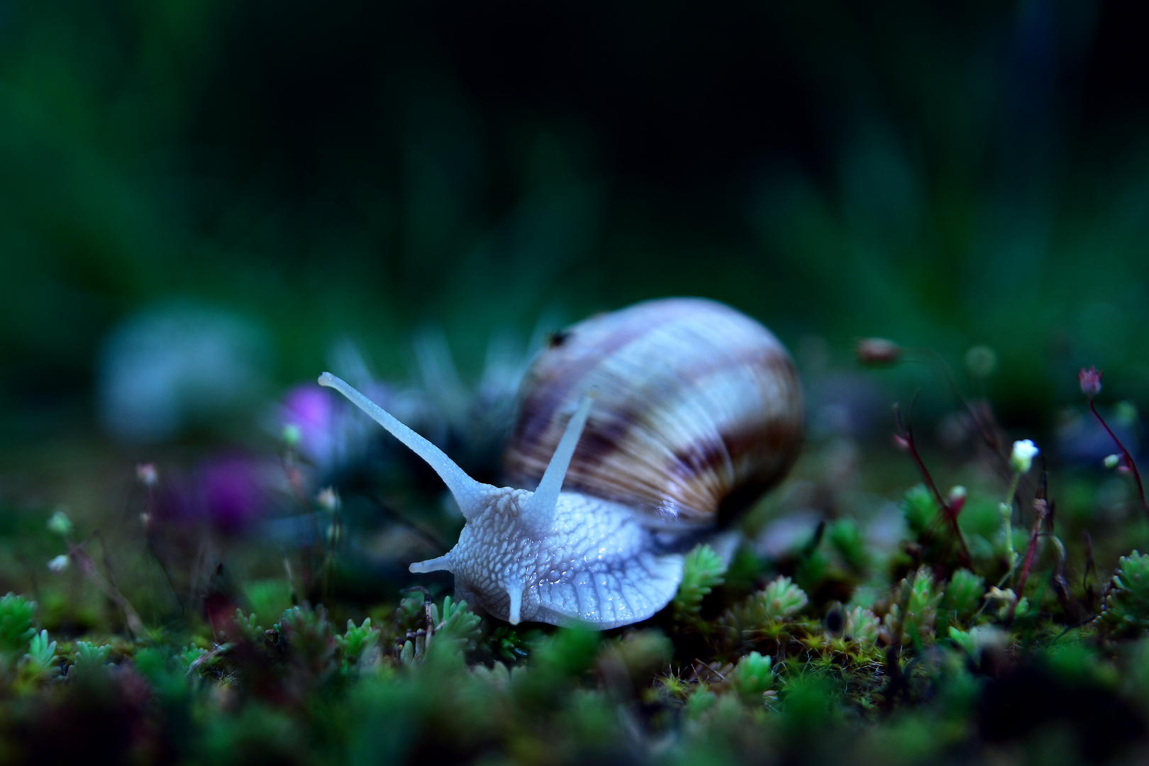 schnecke