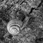 Schnecke