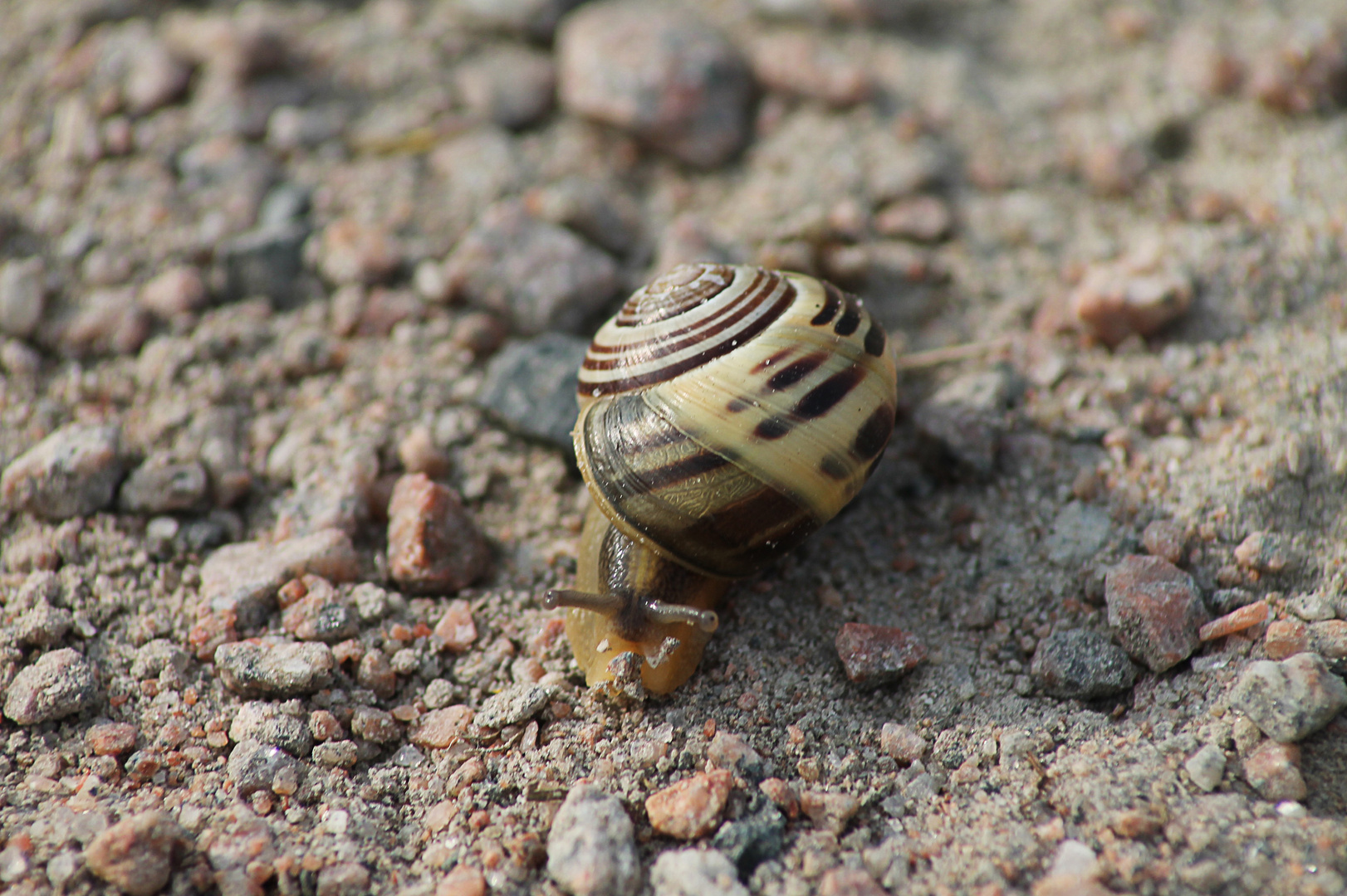 Schnecke