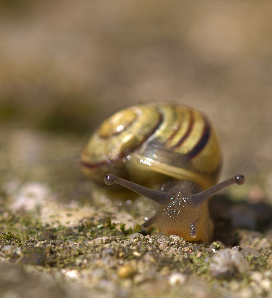 Schnecke