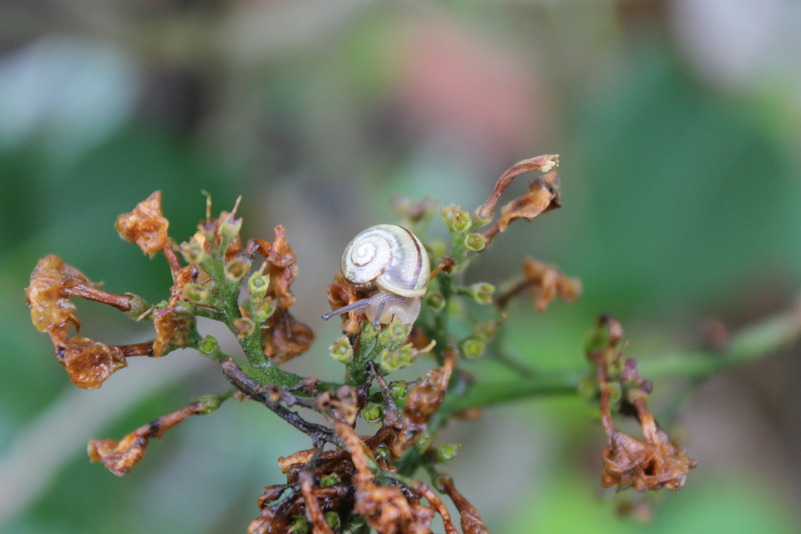 Schnecke