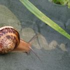 Schnecke