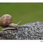 Schnecke.......