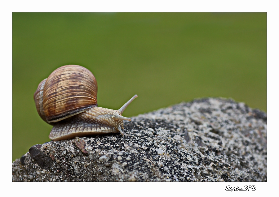 Schnecke.......