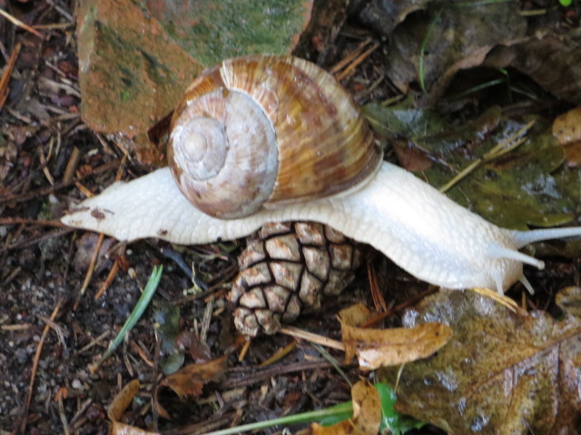 Schnecke