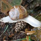 Schnecke