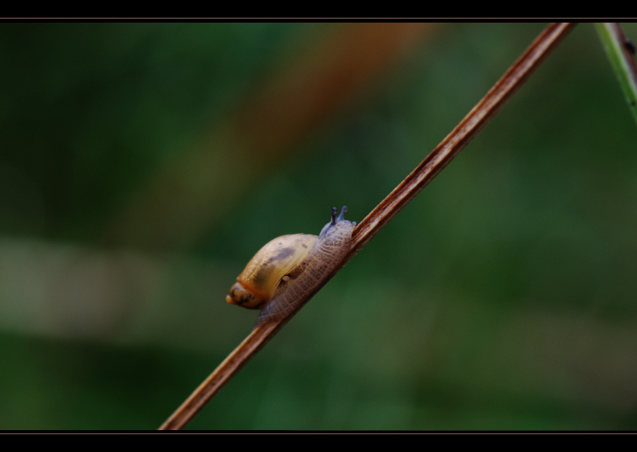 Schnecke