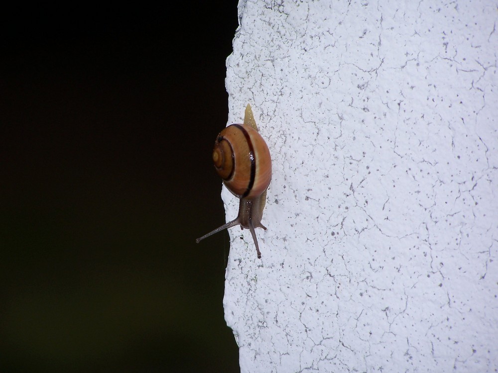 Schnecke