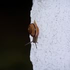 Schnecke