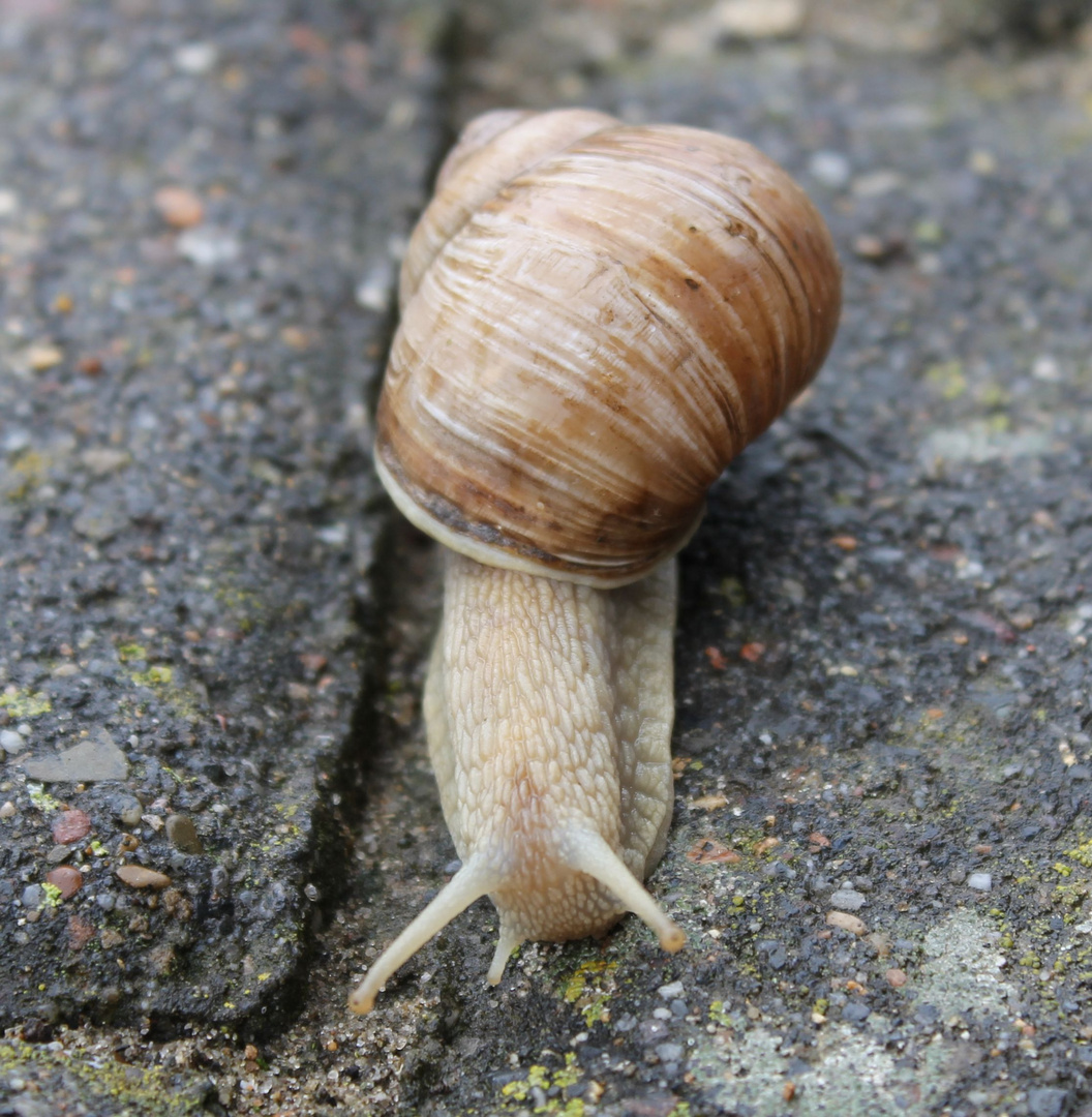 Schnecke